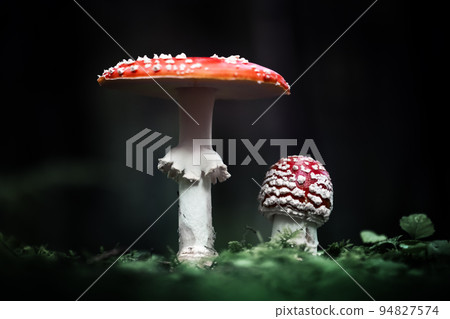 Fly agaric in dark forest close up 94827574