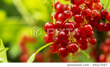 clusters of ripe red currants hanging on a branch, food backgrounds, macro photography 94827687