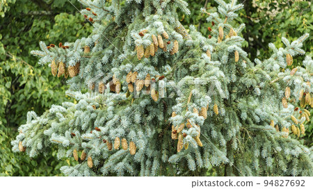blue spruce with a lot of cones on the top blue spruce with a lot of cones on the top 94827692