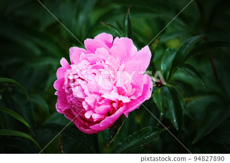 Blooming peony flower Blooming peony flower 94827890