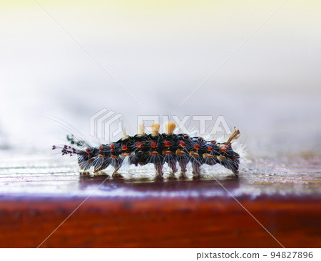 The caterpillar Orgyia Antiqua, rusty tussock moth or vapourer 94827896