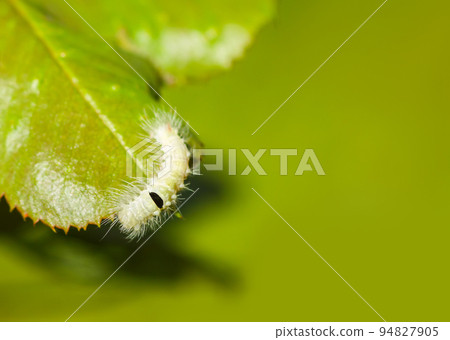 Calliteara pudibunda hairy fluffy caterpillar on a leaf 94827905
