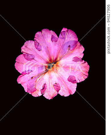 Single flower head 94827906