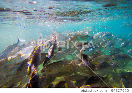 Wild Salema / Sarpa salpa in ocean - Canary Island Wild Salema / Sarpa salpa in ocean - Canary Island 94827960