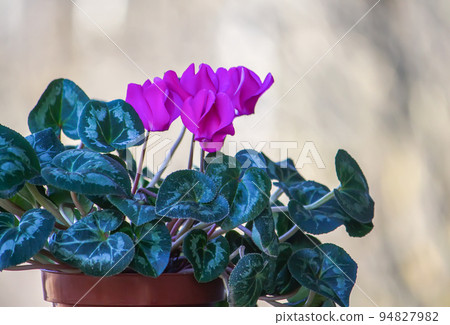 Purple flowers of Cyclamen persicum plant. 94827982