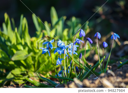 Blue first spring flowers of the Scilla Squill plant blooming in a forest. Scilla Bifolia. Blue first spring flowers of the Scilla Squill plant blooming in a forest. Scilla Bifolia. 94827984