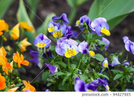 Beautiful garden flowers. Multicolored pancies in spring park. Beautiful garden flowers. Multicolored pancies in spring park. 94827985