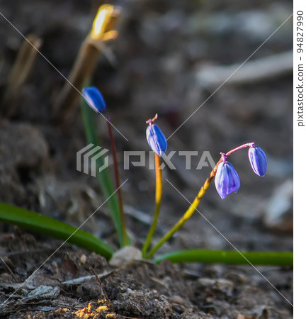 Blue first spring flowers of the Scilla Squill plant blooming in a forest. Scilla Bifolia. 94827990