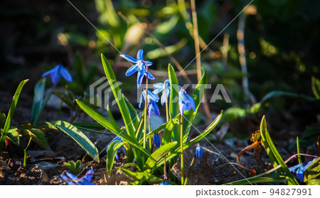 Blue first spring flowers of the Scilla Squill plant blooming in a forest. Scilla Bifolia. Blue first spring flowers of the Scilla Squill plant blooming in a forest. Scilla Bifolia. 94827991