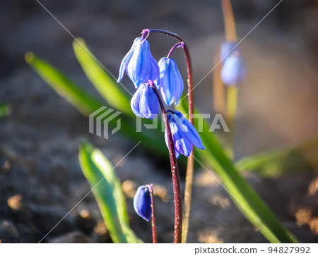 Blue first spring flowers of the Scilla Squill plant blooming in a forest. Scilla Bifolia. 94827992