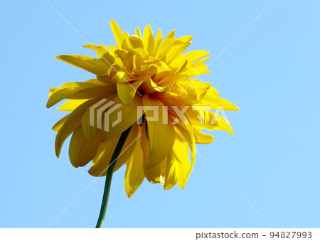 Rudbeckia in the garden Rudbeckia in the garden 94827993