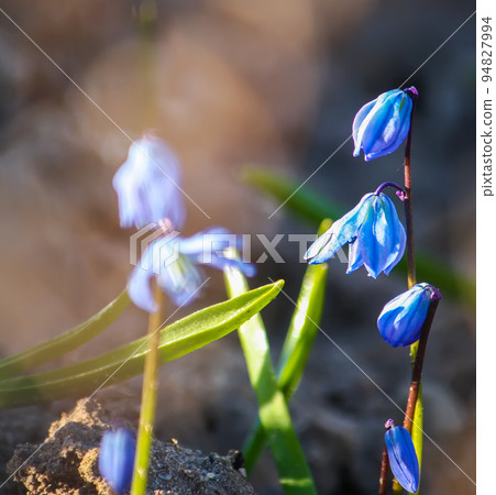 Blue first spring flowers of the Scilla Squill plant blooming in a forest. Scilla Bifolia. 94827994