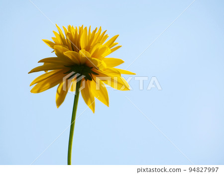 Rudbeckia in the garden 94827997