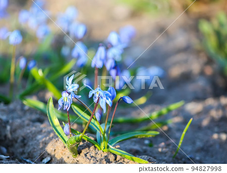 Blue first spring flowers of the Scilla Squill plant blooming in a forest. Scilla Bifolia. 94827998