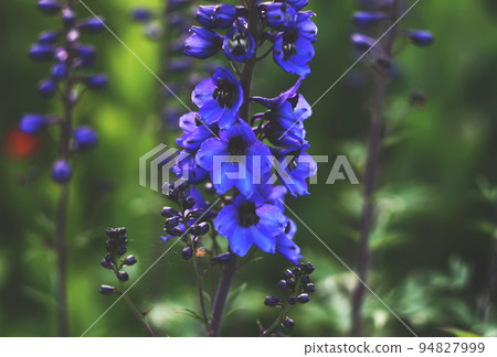 Flower Delfinium. Perennial plant. 94827999