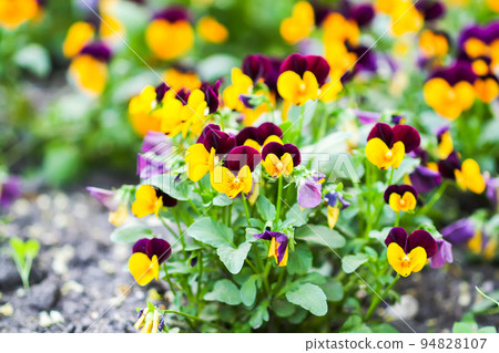 Beautiful pansy, viola or violet flowers in the garden Beautiful pansy, viola or violet flowers in the garden 94828107
