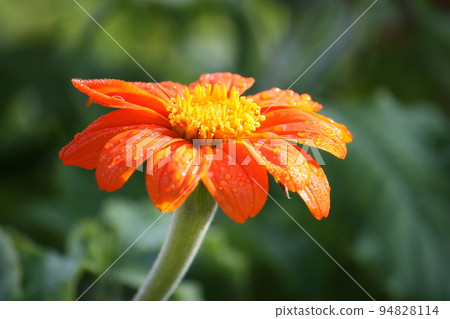 Beautiful gerbera flower decoration Beautiful gerbera flower decoration 94828114