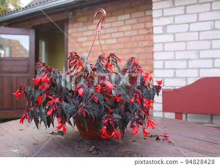 Cigar plant or Mexican cigar 94828428