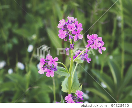 Purple summer phloxes 94828430