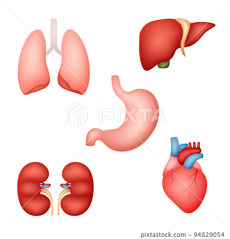 Set of human internal organs Set of human internal organs 94829054