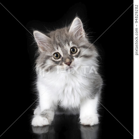 Kurilian Bobtail in studio 94829282