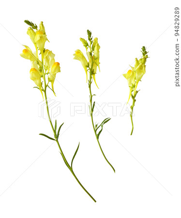 Set of yellow linaria flowers isolated Set of yellow linaria flowers isolated 94829289