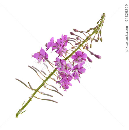 Branch with pink epilobium flowers, buds and green leaves isolated Branch with pink epilobium flowers, buds and green leaves isolated 94829299