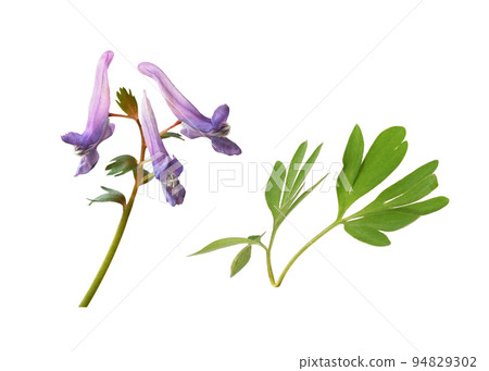 Set of purple flowers and green leaves of Corydalis solida isolated 94829302