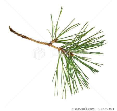 Closeup of pine twig isolated Closeup of pine twig isolated 94829304