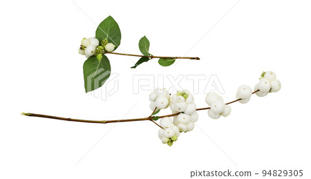 Set of snowberries (Symphoricarpos albus) with green leaves isolated Set of snowberries (Symphoricarpos albus) with green leaves isolated 94829305