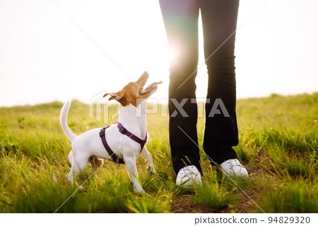 Jack Russell Terrier dog playing with a toy in park on grass meadow. Domestic dog concept. Jack Russell Terrier dog playing with a toy in park on grass meadow. Domestic dog concept. 94829320