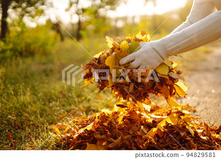 Close Up Of a male hand Raking Autumn Leaves In Garden. Autumn garden works. 94829581