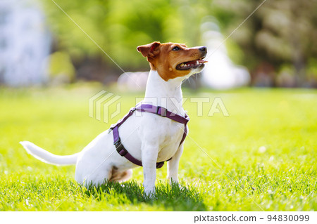 Happy active dog, jack russell playing in the park. Domestic dog concept. 94830099
