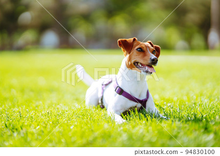Happy active dog, jack russell playing in the park. Domestic dog concept. 94830100