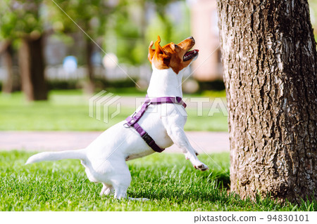 Happy active dog, jack russell playing in the park. Domestic dog concept. 94830101