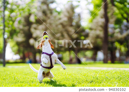 Happy active dog, jack russell playing in the park. Domestic dog concept. 94830102