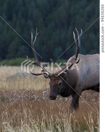 A fine horned elk walking through an autumn meadow A fine horned elk walking through an autumn meadow 94830260