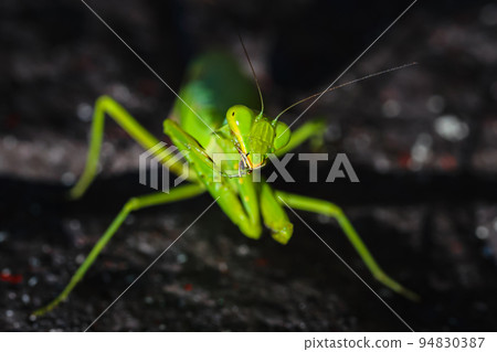 Praying Mantis wants to be Spider-Man 94830387