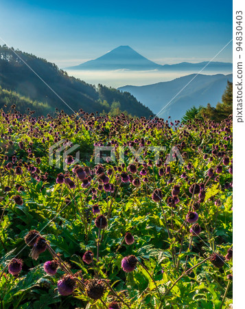 Mountain thistle and Mt. Fuji from Mt. Kushigata Mountain thistle and Mt. Fuji from Mt. Kushigata 94830403