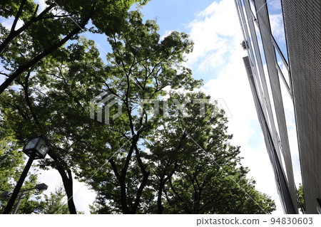 Street trees with green leaves, buildings with sky reflected in the windows, and cityscape with blue sky and clouds 94830603