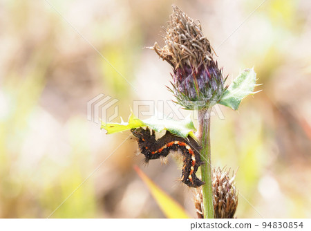 Knot grass larva Knot grass larva 94830854