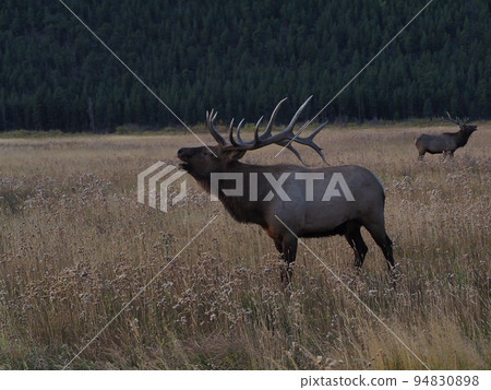 Two male elk roaring in an autumn meadow with a coniferous forest in the background Two male elk roaring in an autumn meadow with a coniferous forest in the background 94830898