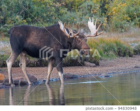 早上在山湖邊喝水的雄性麋鹿 早上在山湖邊喝水的雄性麋鹿 94830948