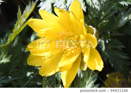 adonis ramosa, flower, yellow, early spring 94831106