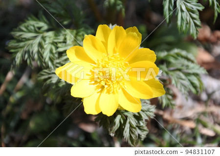 adonis ramosa, flower, yellow, early spring adonis ramosa, flower, yellow, early spring 94831107