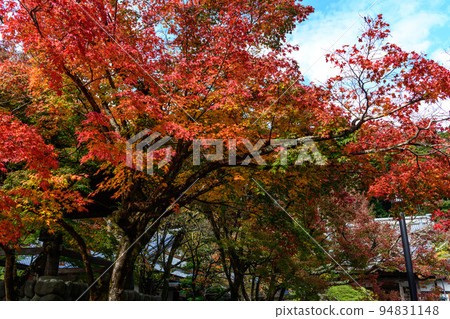 靜岡縣伊豆市修善寺的紅葉 94831148