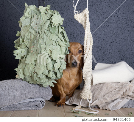 A hunting dog of the Dachshund breed sits on a wooden shelf in a Russian bath next to a stack of towels, hiding between a broom of oak branches and a long washcloth. The dog washes in the Russian bath A hunting dog of the Dachshund breed sits on a wooden shelf in a Russian bath next to a stack of towels, hiding between a broom of oak branches and a long washcloth. The dog washes in the Russian bath 94831405