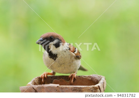 麻雀熟悉的野鳥新鮮的綠色灌木森林背景特寫鏡頭 麻雀熟悉的野鳥新鮮的綠色灌木森林背景特寫鏡頭 94831782