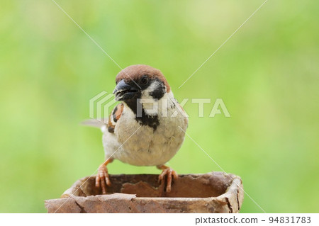 麻雀熟悉的野鳥新鮮的綠色灌木森林背景特寫鏡頭 麻雀熟悉的野鳥新鮮的綠色灌木森林背景特寫鏡頭 94831783