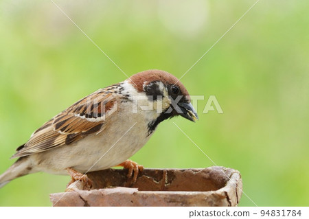 Sparrow Familiar wild bird Fresh green copse forest background Close-up Sparrow Familiar wild bird Fresh green copse forest background Close-up 94831784